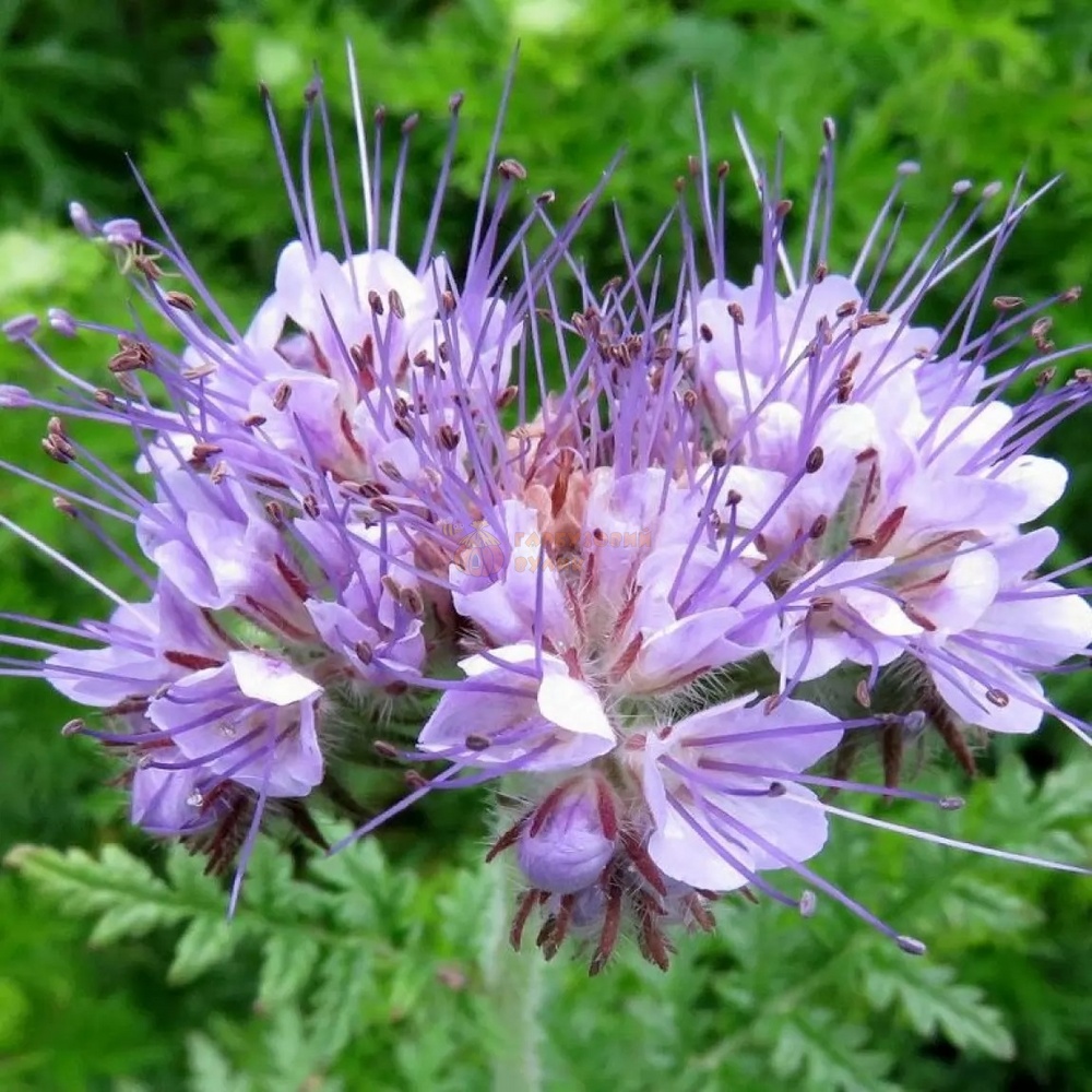 Насіння ФАЦЕЛІЇ [фацелія (Phacelia tanacetifolia)] / (фасована 0,5кг)