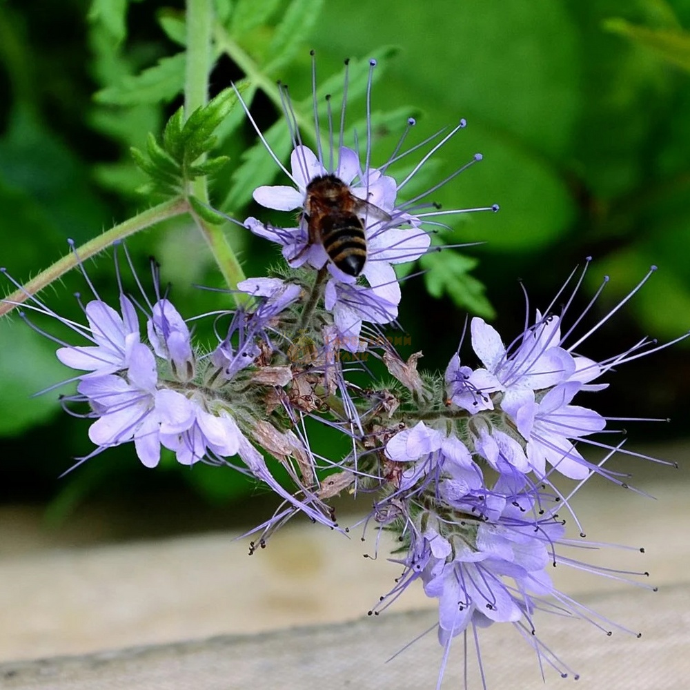 Насіння ФАЦЕЛІЇ [фацелія (Phacelia tanacetifolia)] / (фасована 0,5кг)