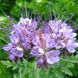 Насіння ФАЦЕЛІЇ [фацелія (Phacelia tanacetifolia)] / (фасована 0,5кг)