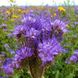 Насіння ФАЦЕЛІЇ [фацелія (Phacelia tanacetifolia)] / (фасована 0,5кг)