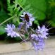 Насіння ФАЦЕЛІЇ [фацелія (Phacelia tanacetifolia)] / (фасована 0,5кг)