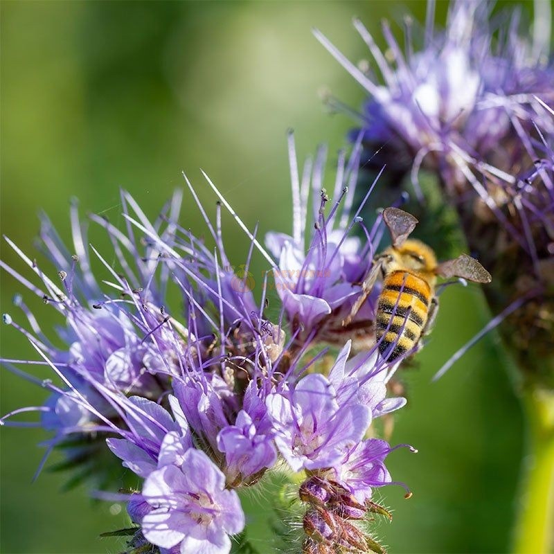 Насіння ФАЦЕЛІЇ [фацелія (Phacelia tanacetifolia)] / (фасована 0,5кг)