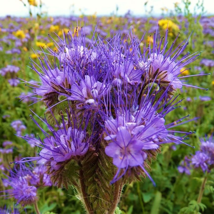 Насіння ФАЦЕЛІЇ [фацелія (Phacelia tanacetifolia)] / (фасована 0,5кг)