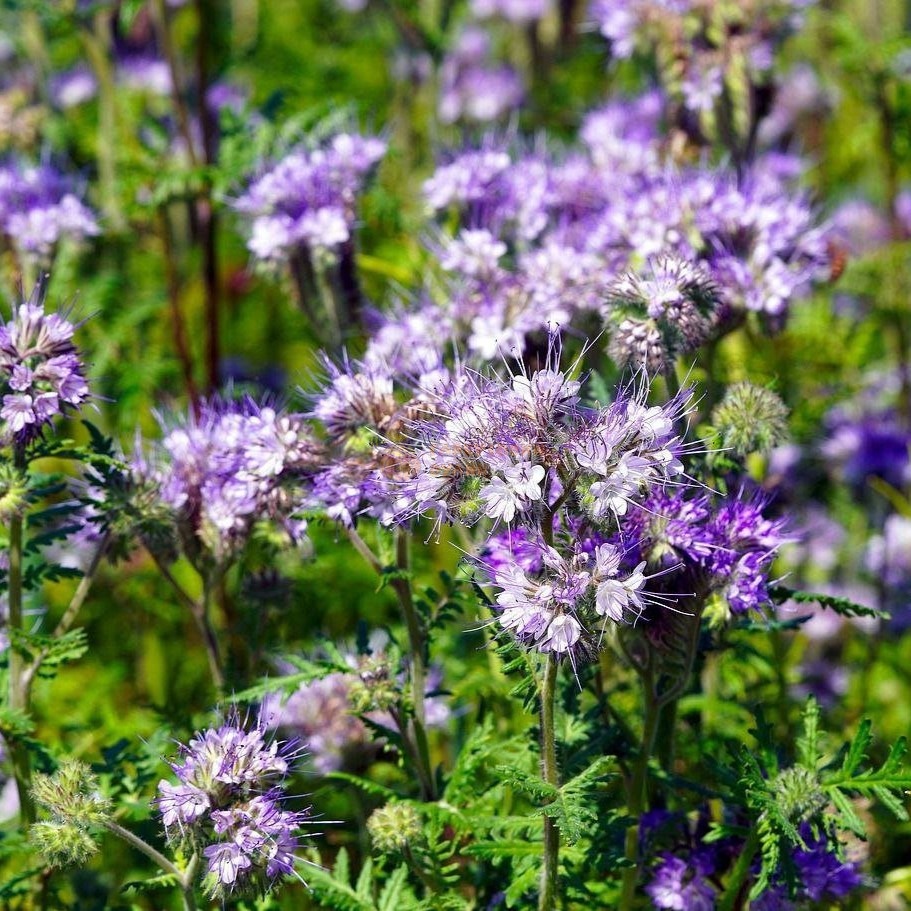 Насіння ФАЦЕЛІЇ [фацелія (Phacelia tanacetifolia)] / (фасована 0,5кг)