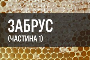 Ліки із бджолиної аптеки: забрус (частина 1)