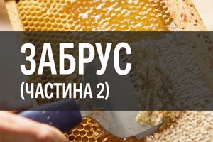 Ліки із бджолиної аптеки: забрус (частина 2)