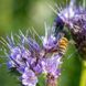 Насіння ФАЦЕЛІЇ [фацелія (Phacelia tanacetifolia)] (вагове)