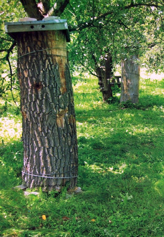 Книга "Творческое пчеловодство" В.Е.Малыхин. Харьков.-2012 &ndash; фото