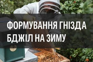 Формування гнізда бджіл на зиму ☃️