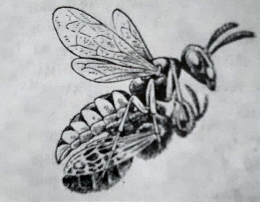 Бджолиний вовк несе схоплену бджолу