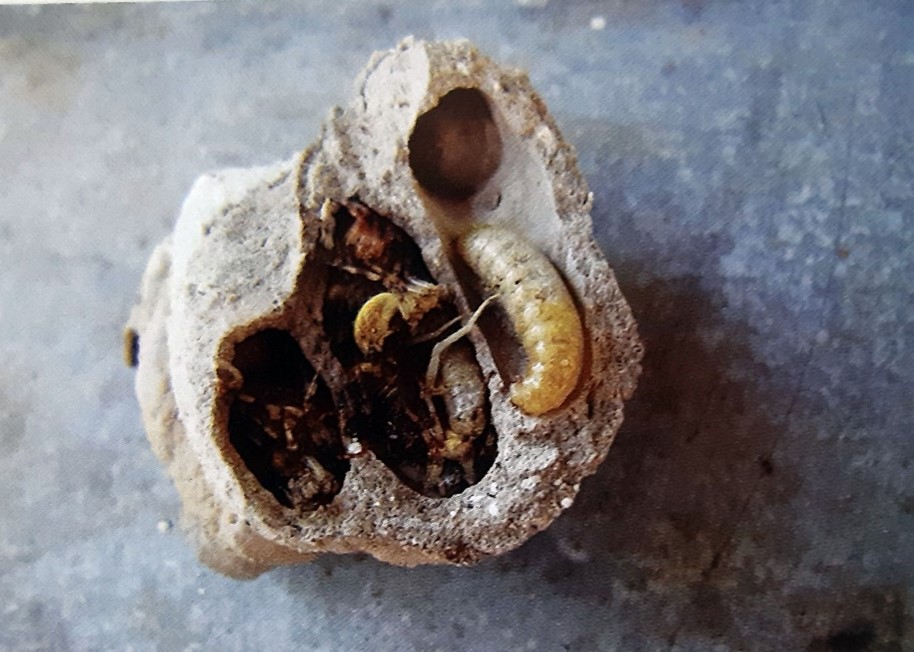 Личинки іншого виду ос у глиняних чарунках без кутикули